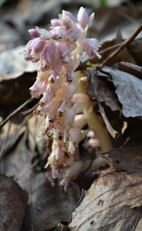 Lathraea squamaria